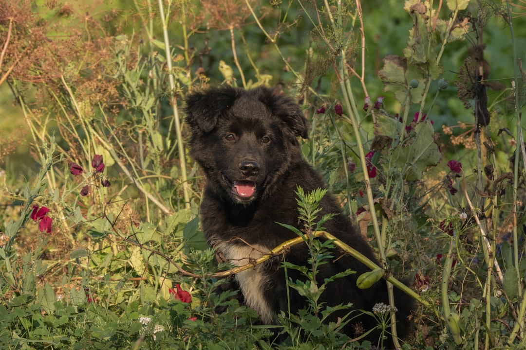 Photo Playful pup